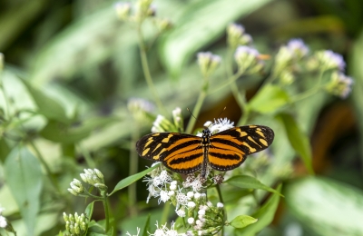 Tiger Longwing Feb 2022